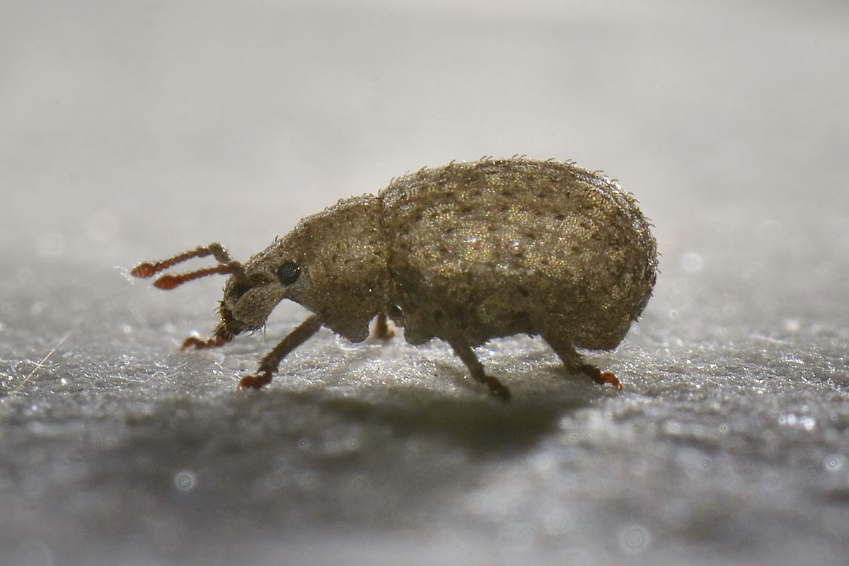 Curculionidae: Romualdius fremuthi?  No, Romualdius angustisetulus